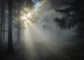 Iliustracija: sunbeams, forest, fog, trees, woods, woodlands, sunrays, sunlight, morning, morning fog, morning mist, misty, haze, foggy, sun, backlighting, nature, landscape, forest, forest, forest, forest, forest, fog, fog, morning, morning, morning, sun