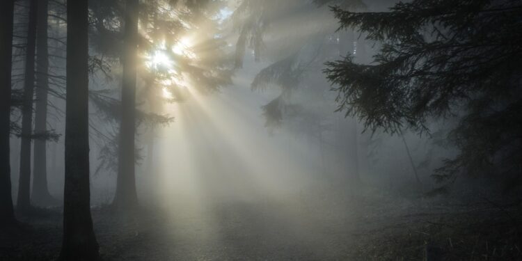 Iliustracija: sunbeams, forest, fog, trees, woods, woodlands, sunrays, sunlight, morning, morning fog, morning mist, misty, haze, foggy, sun, backlighting, nature, landscape, forest, forest, forest, forest, forest, fog, fog, morning, morning, morning, sun
