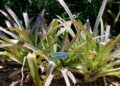 Floridos „Tropiflora Nursery“ po 50 metų uždaro veiklą dabartinėje vietoje