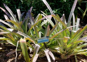 Floridos „Tropiflora Nursery“ po 50 metų uždaro veiklą dabartinėje vietoje