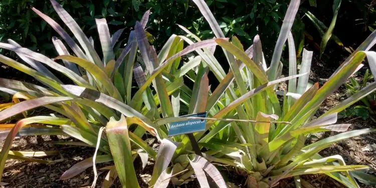 Floridos „Tropiflora Nursery“ po 50 metų uždaro veiklą dabartinėje vietoje