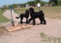„Paws & Pints“ planuoja perimti buvusį „Bar K“ kompleksą Oklahoma Sityje