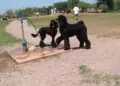 „Paws & Pints“ planuoja perimti buvusį „Bar K“ kompleksą Oklahoma Sityje