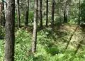 Pasieniečiai surado miške pasiklydusią senyvą moterį: pagalba Vilniaus rajone suteikta per valandą