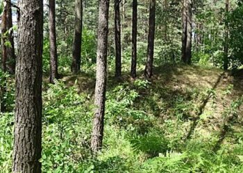 Pasieniečiai surado miške pasiklydusią senyvą moterį: pagalba Vilniaus rajone suteikta per valandą