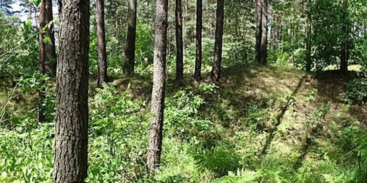 Pasieniečiai surado miške pasiklydusią senyvą moterį: pagalba Vilniaus rajone suteikta per valandą