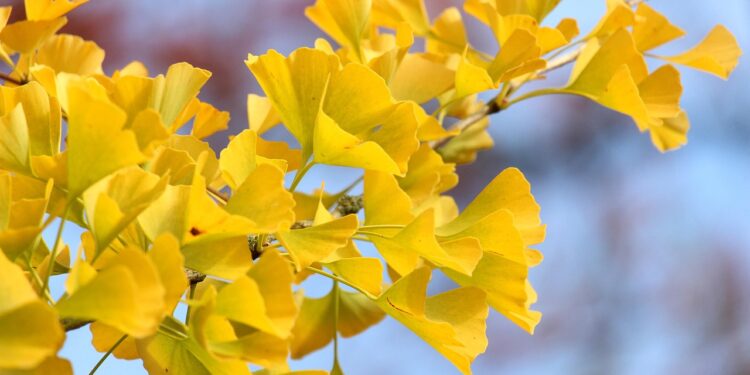 Iliustracija: fall, ginko, season, autumn colors, fall season, autumn leaves, leaves, park, tree, landscape, nature, heaven, octobe…