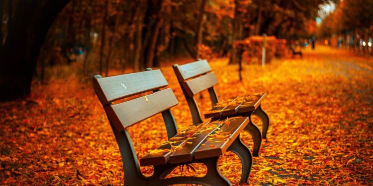 Iliustracija: benches, autumn, park, nature, rest, sit, park bench, seats, wood, wooden bench, leaves, foliage, autumn leaves, autu…