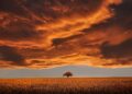 Iliustracija: tree, field, sunset, clouds, sky, horizon, single tree, meadow, dusk, twilight, overcast, overcast sky, rural, nature…