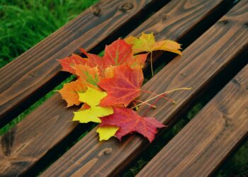Iliustracija: autumn leaves, maple leaves, autumn colors, foliage coloring, maple, nature, fallen off, leaf coloring, fall, leaves, park bench, park