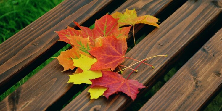 Iliustracija: autumn leaves, maple leaves, autumn colors, foliage coloring, maple, nature, fallen off, leaf coloring, fall, leaves, park bench, park