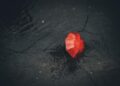 Iliustracija: rain, umbrella, pavement, nature, red, black