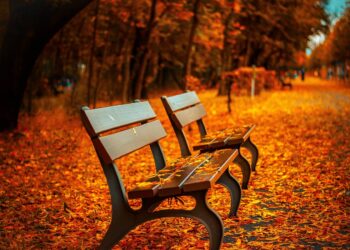 Iliustracija: benches, autumn, park, rest, sit, park bench, seats, wood, wooden bench, leaves, foliage, autumn leaves, autumn foliage, autumn season, autumn colors, fall, nature, fall foliage, fallen leaves, fall colors