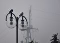 Iliustracija: pigeons, birds, lamps, lightbulbs, mast, foggy, misty, city, cloudy, nature, street lamp, wires, autumn, fall, morning, rainy, warship mast, seacoast