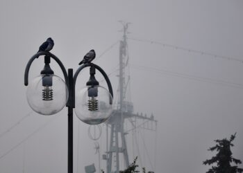 Iliustracija: pigeons, birds, lamps, lightbulbs, mast, foggy, misty, city, cloudy, nature, street lamp, wires, autumn, fall, morning, rainy, warship mast, seacoast