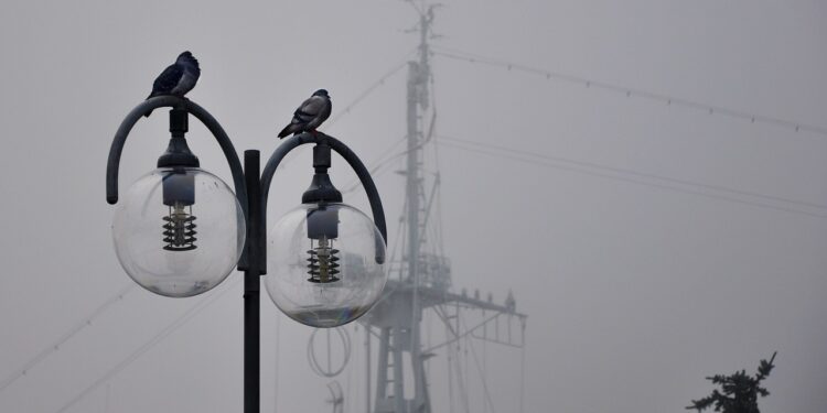 Iliustracija: pigeons, birds, lamps, lightbulbs, mast, foggy, misty, city, cloudy, nature, street lamp, wires, autumn, fall, morning, rainy, warship mast, seacoast