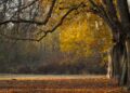 Iliustracija: trees, fall, autumn leaves, landscape, leaves, leaves in the autumn, branches, avenue, park, nature, autumn leaves, landscape, leaves, park, park, park, park, park, nature, nature