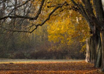 Iliustracija: trees, fall, autumn leaves, landscape, leaves, leaves in the autumn, branches, avenue, park, nature, autumn leaves, landscape, leaves, park, park, park, park, park, nature, nature