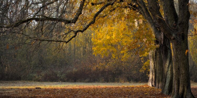 Iliustracija: trees, fall, autumn leaves, landscape, leaves, leaves in the autumn, branches, avenue, park, nature, autumn leaves, landscape, leaves, park, park, park, park, park, nature, nature