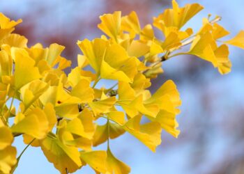 Iliustracija: fall, ginko, season, autumn colors, fall season, autumn leaves, leaves, park, tree, landscape, nature, heaven, october, arboretum, botany, flora, fan leaves, fall, ginko, leaves, landscape, landscape, nature, nature, nature, nature, nature, heaven, heaven