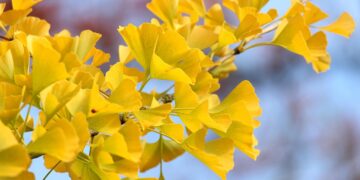 Iliustracija: fall, ginko, season, autumn colors, fall season, autumn leaves, leaves, park, tree, landscape, nature, heaven, october, arboretum, botany, flora, fan leaves, fall, ginko, leaves, landscape, landscape, nature, nature, nature, nature, nature, heaven, heaven